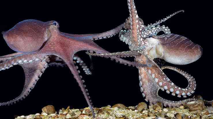 Here is what can happen if a female octopus is hungry and doesn't want to mate - MirrorLog